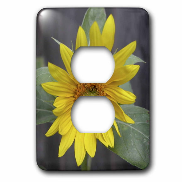 3dRose lsp_128555_6 Country Rustic Mason Jar with Sunflower Home Sweet Home 2 Plug Outlet Cover 
